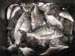 宮崎沖カセでチヌ大漁【残念ながら40UPは無し】