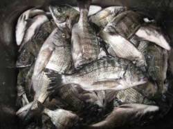 宮崎沖カセでチヌ大漁【残念ながら40UPは…