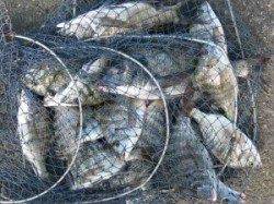 宮崎沖カセでチヌ大漁【残念ながら40UPは無し】