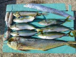 ツバスにシイラに太刀魚、アオリ　沖一文字外向き