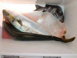 【久し振りに潮が本潮に揃いました】黒島でのカゴ釣り釣果