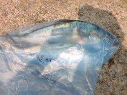 【午後から荒れて短時間勝負でした】茶釜でジギング