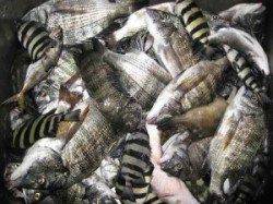 宮崎沖カセ、チヌの数釣り楽しめそうです♪