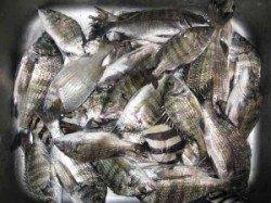 宮崎沖カセ、チヌの数釣り楽しめそうです♪