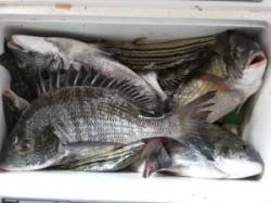 六本裏カセでもチヌ釣れています