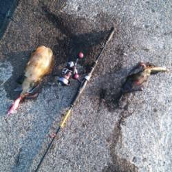 【スレ気味でしたが…】内浦湾波止でアオリイカ 8匹