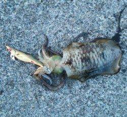 【スレ気味でしたが…】内浦湾波止でアオリイカ 8匹