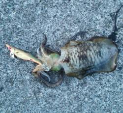 【スレ気味でしたが...】内浦湾波止でアオ…