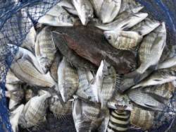 【風強し】宮崎沖カセでチヌとヒラメ