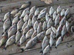 筏チヌ、サイズはいまいちですが数は釣れています！