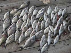 筏チヌ、サイズはいまいちですが数は釣れてい…