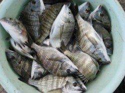 筏チヌ、サイズはいまいちですが数は釣れています！