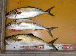三尾の磯、各地でヒラマサ♪　〜カゴ釣り〜