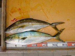 三尾の磯、各地でヒラマサ♪　〜カゴ釣り〜