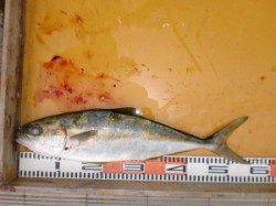 トップでヒラマサ出ました!他ジグで平目も