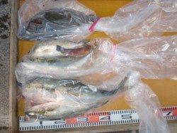 トップでヒラマサ出ました!他ジグで平目も