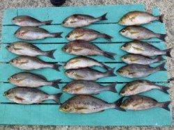 カゴ釣りでイサギ快釣★　inヒラバエ