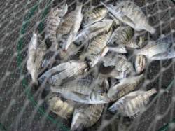 午後からサナギ、丸貝で良型が！宮崎沖カセ釣…