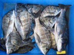 午後からサナギ、丸貝で良型が！宮崎沖カセ釣果