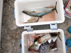 半夜でもヒラマサがあがりました☆