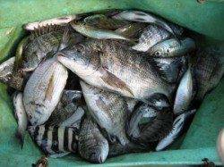 久美浜のカセ　チヌの数釣り楽しめる