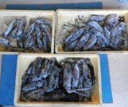 音海地磯　アオリイカは数期待できそうです☆