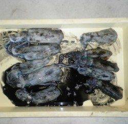 音海地磯　アオリイカは数期待できそうです☆