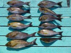 ヒラバエ　カゴ釣りでイサギの釣果　ジャンボ級も