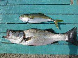 神谷沖一文字　のませでヒラスズキ＆ツバス