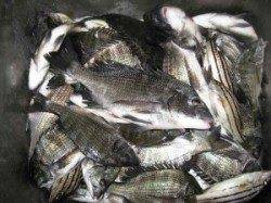 久美浜のカセ　チヌ〜39cmの釣果