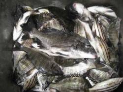 久美浜のカセ　チヌ〜39cmの釣果