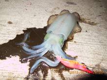 新浜漁港でのエギング、トンカツ大のアオリイカ!