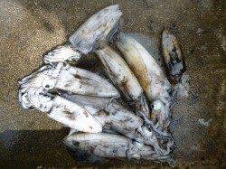 ピンクとアジカラーのエギで新子のアオリイカ