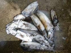 ピンクとアジカラーのエギで新子のアオリイカ…