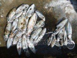 エギングでアオリイカ、二人で40パイ♪