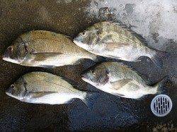 湯浅の磯　紀州釣りでチヌ