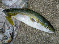 ルアーでツバス・エギングでアオリ5杯！