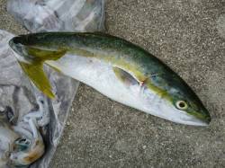 ルアーでツバス・エギングでアオリ5杯！