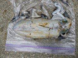 ルアーでツバス・エギングでアオリ5杯！