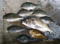 フカセ釣りでグレ・チヌ　〜湯浅の磯〜