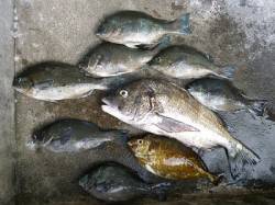 フカセ釣りでグレ・チヌ　〜湯浅の磯〜