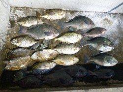 ヌカ切りでグレ&アイゴ　湯浅の磯にて