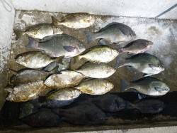 ヌカ切りでグレ&アイゴ　湯浅の磯に…