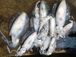 湯浅でのアオリイカ釣果　エギング・ヤエン両方で釣れました♪