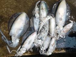 湯浅でのアオリイカ釣果　エギング・ヤエン両…