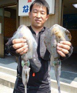 湯浅でのアオリイカ釣果　エギング・ヤエン両方で釣れました♪