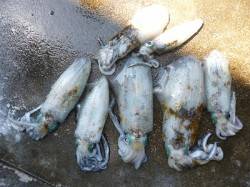 パープルレッドのエギで新子のアオリイカ