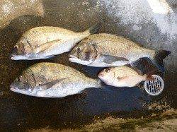 湯浅の磯での紀州釣り　チヌ良型が３枚！