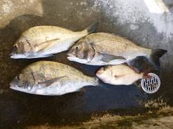 湯浅の磯での紀州釣り　チヌ良型が３枚！