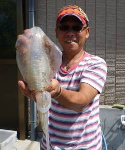 湯浅の磯、最大胴長23cmのアオリ含む8杯…